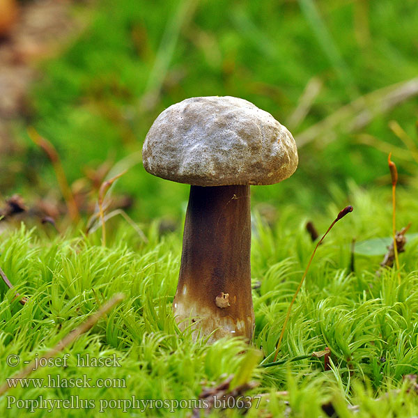 Düsterer Röhrling Dusky Bolete Sodrørhat Tummatatti