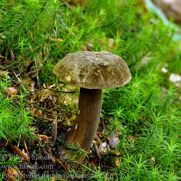 Porphyrellus_porphyrosporus_bk2718