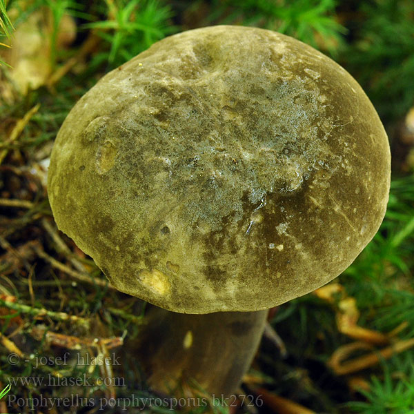 Porphyrellus porphyrosporus pseudoscaber Hřib nachovýtrusý