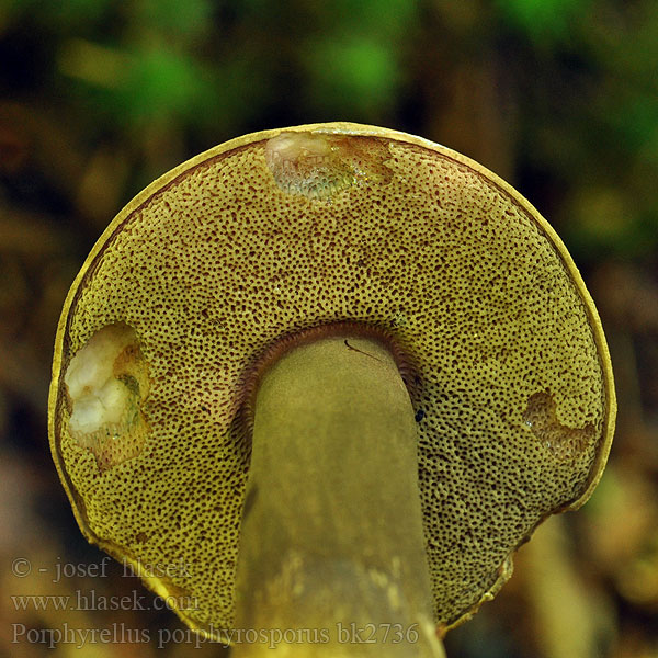 Porphyrellus porphyrosporus Grzybiec purpurowozarodnikowy