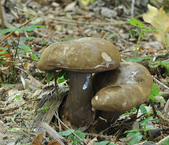 Porphyrellus porphyrosporus Laubwald Porphyrröhrling