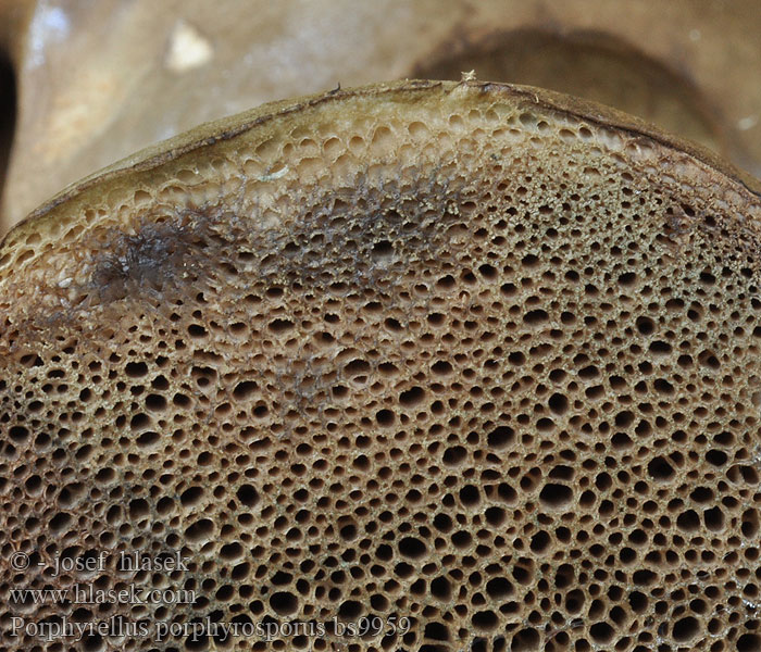 Porphyrellus porphyrosporus Dusky Bolete Sodrørhat Tummatatti