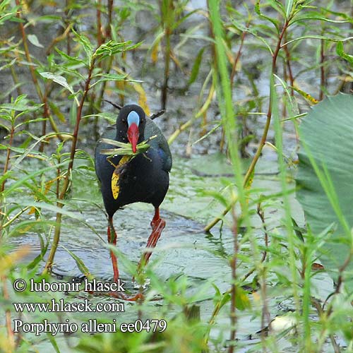 Porphyrio alleni Gallinula Allen Gallinule Slípka Allenova Bronzesultanshuhn Lille Sultanhøne Calamoncillo Africano Kurnuliejukana Talève Allen Pollo sultano Allen アフリカムラサキバン Afrikaans Purperhoen Sultanka afrykanska Caimão Allen Mindre sultanhöna Afrikapurpurhøne Küçük Sazhorozu Kleinkoningriethaan Edenene Shaunge Kijani