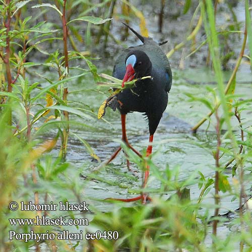 Porphyrio alleni ee0480