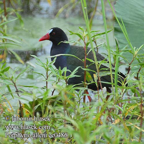 Porphyrio alleni ee0486