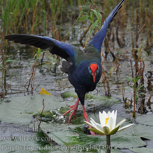 Porphyrio madagascariensis madagascarensis African Swamphen Purple