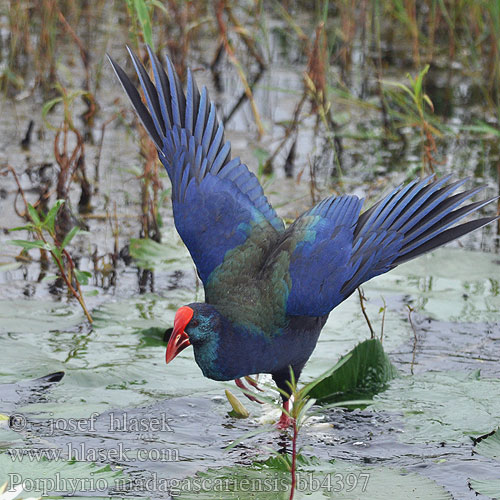 African Swamphen Purple Grootkoningrietha Edenene Nhapata Shaunge