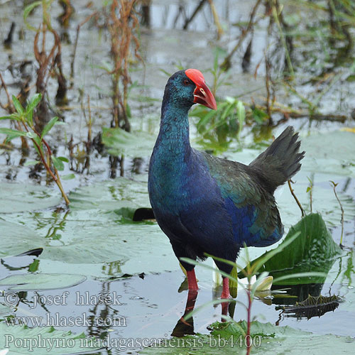 Porphyrio madagascariensis bb4400