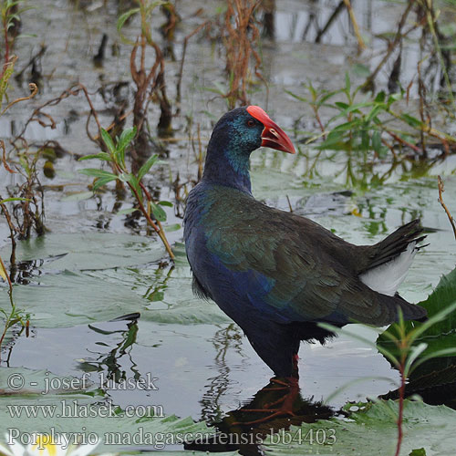 Porphyrio madagascariensis bb4403