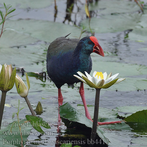 Porphyrio madagascariensis bb4411