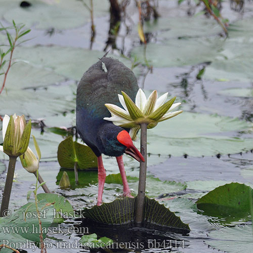 Gallinella viola africana Smaragdhuhn Madagaskarralle