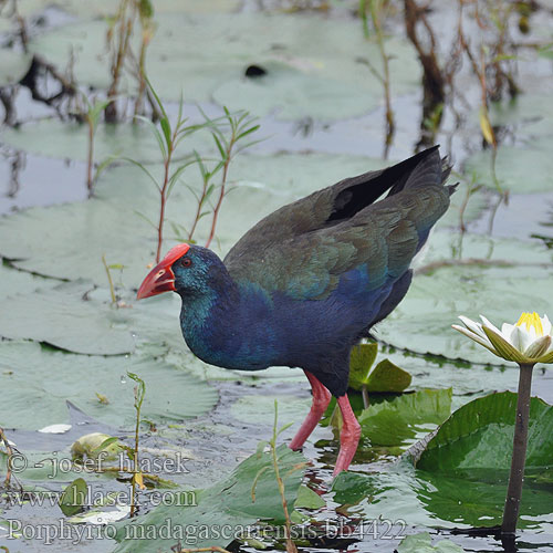 Smaragdhuhn Madagaskarralle Afrikanisches Purpurhuhn Smeralda porfirio