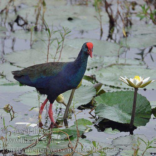 Smeralda porfirio Porphyrio madagascariensis madagascarensis