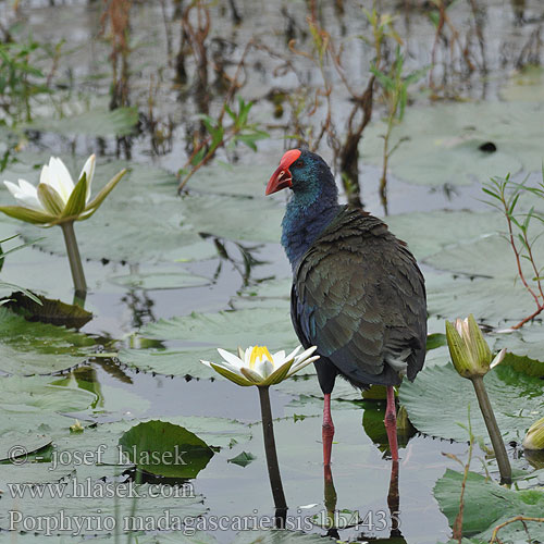 Porphyrio madagascariensis bb4435