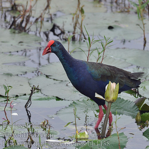 Porphyrio madagascariensis bb4438