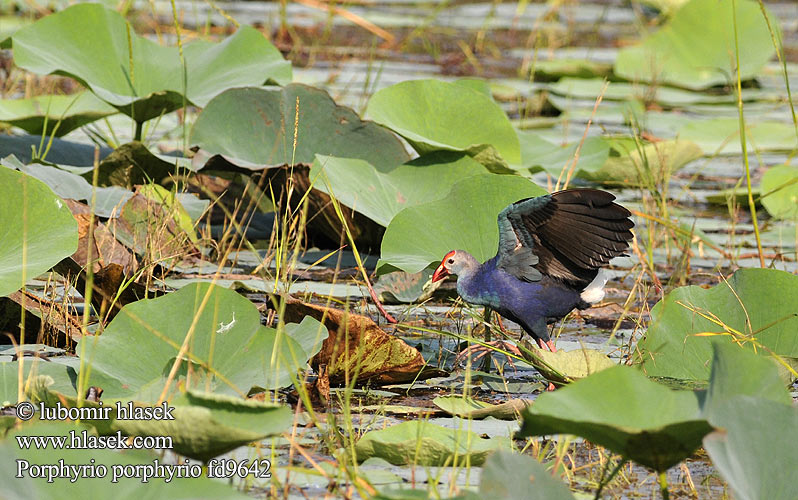 Porphyrio poliocephalus Grey-headed Swamphen Talève tête grise  Modrzyk siwoglowy Indisk Sultanhøne Intiansulttaanikana 紫水鸡 Султанка Султанская курица lasuur-sultantait