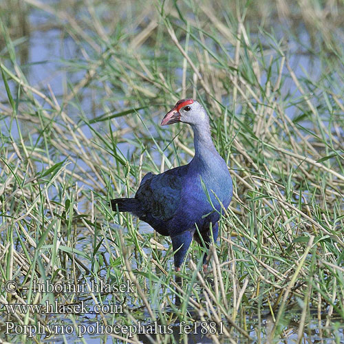 Modrzyk siwoglowy Indisk Sultanhøne Intiansulttaanikana 紫水鸡 Султанка Султанская курица lasuur-sultantait Porphyrio poliocephalus Grey-headed Swamphen Talève tête grise