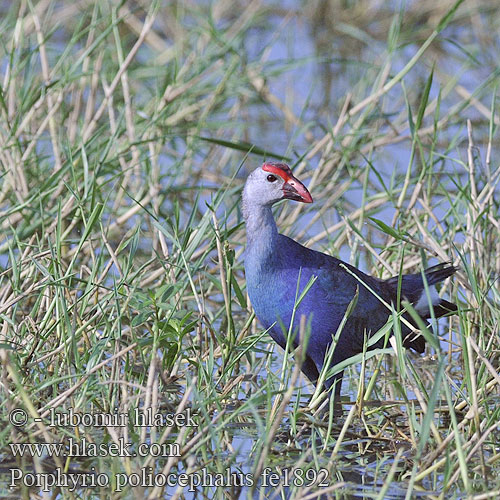 紫水鸡 Султанка Султанская курица lasuur-sultantait Porphyrio poliocephalus Grey-headed Swamphen Talève tête grise Modrzyk siwoglowy Indisk Sultanhøne Intiansulttaanikana