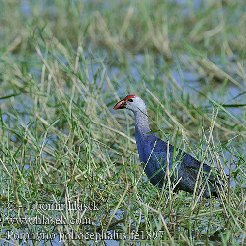 Grey-headed Swamphen Talève tête grise Modrzyk siwoglowy Indisk Sultanhøne Intiansulttaanikana 紫水鸡 Султанка Султанская курица lasuur-sultantait Porphyrio poliocephalus