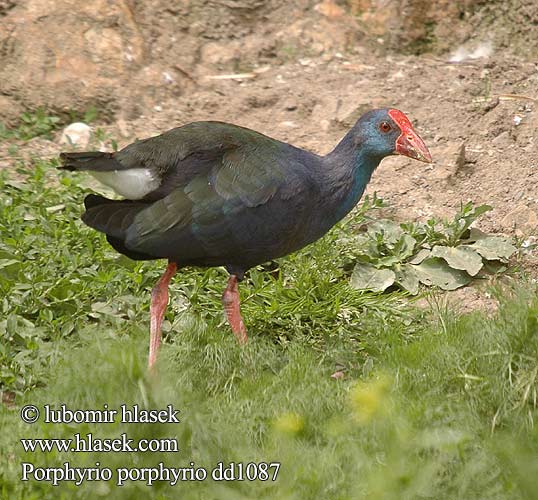 Porphyrio porphyrio 紫水雞 Султанка セイケイ دجاجة السلطان Σουλτανοπουλάδα