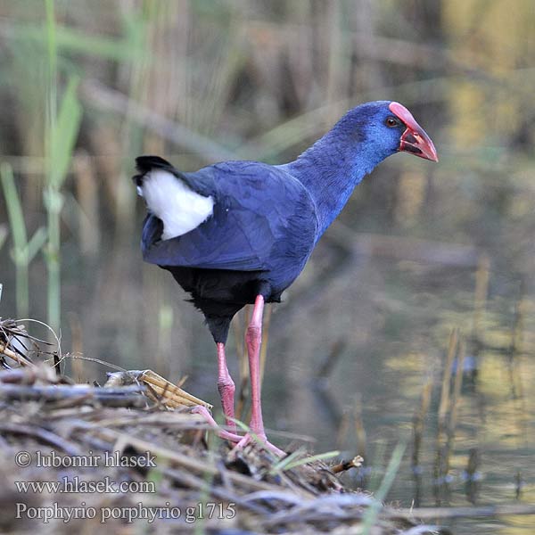 Porphyrio porphyrio g1715