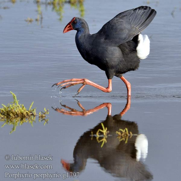 King Reedhen Pukeko Purple Coot Gallinule Moorhen Calamón Común