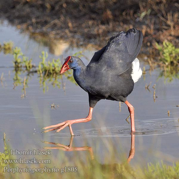 Sulttaanikana Porphyrion bleu Poule sultane Kék fú Pollo sultano