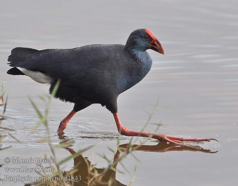 นกอีโก้ง  Porphyrio porphyrio 紫水雞 Султанка セイケイ دجاجة السلطان Σουλτανοπουλάδα