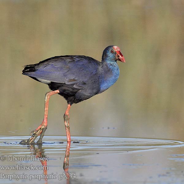 Porphyrio porphyrio g2234