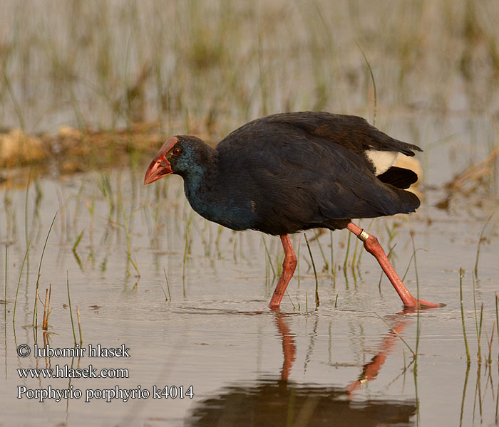 Porphyrio porphyrio 紫水雞