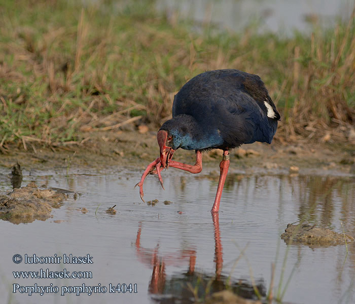 Porphyrio porphyrio دجاجة السلطان