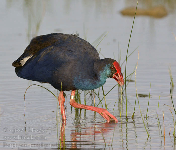 Porphyrio porphyrio Caimão Camão