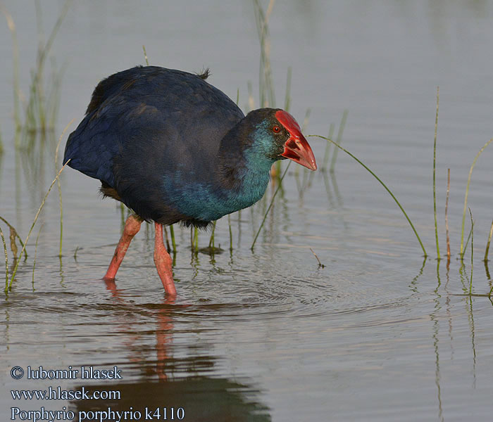 Porphyrio porphyrio Grootkoningriethaan