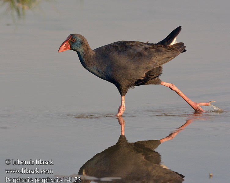 Porphyrio porphyrio Sazhorozu פורפיריה Slípka modrá