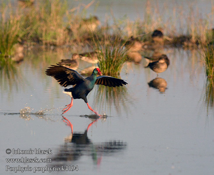 Porphyrio porphyrio Slípka modrá