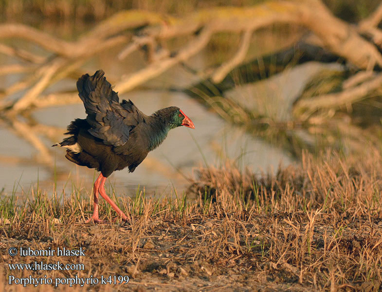 Porphyrio porphyrio Purpurhuhn Purpurralle