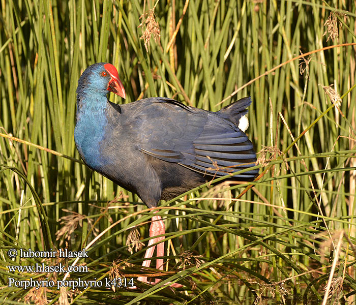 Porphyrio porphyrio Calamón Común