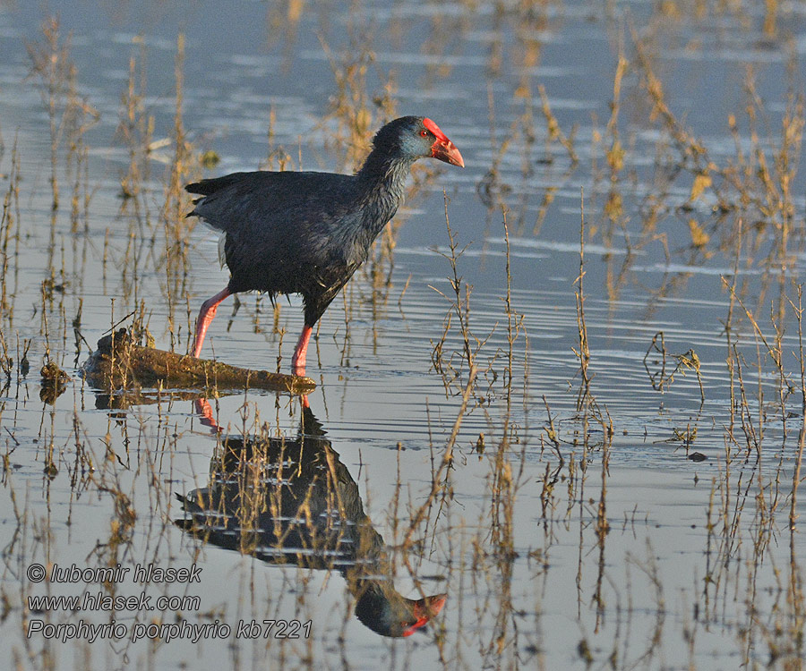 Porphyrio porphyrio