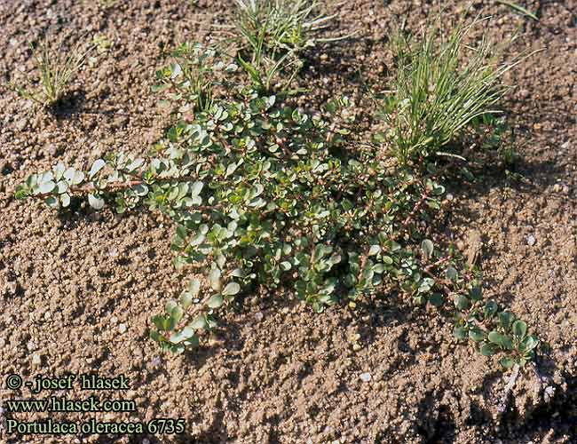 Portulaca oleracea