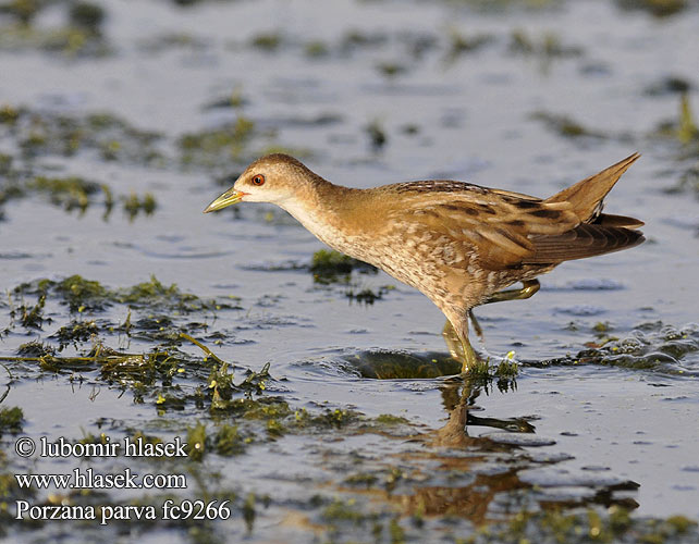 Bataklık Sutavuğu ברודית קטנה Little Crake