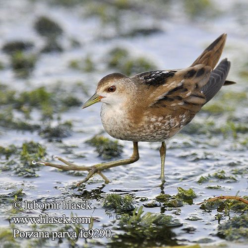 ברודית קטנה Little Crake Chřástal malý