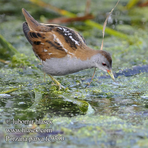 Little Crake Chřástal malý Kleines Sumpfhuhn Lille