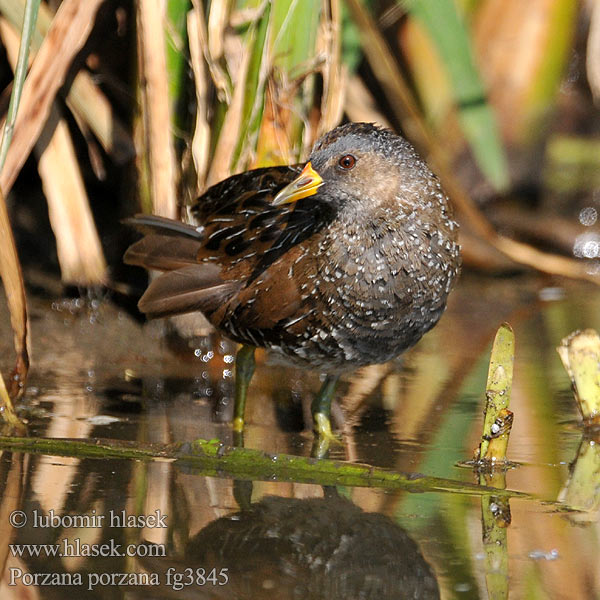 Porzana porzana Spotted Crake Plettet rørvagtel Luhtahuitti Marouette ponctuée Porseleinhoen Pettyes vízicsibe Tüpfelsumpfhuhn Kropiatka Chriašteľ chriašť bodkovaný Chřástal kropenatý Polluela Pintoja Småfläckig sumphöna 斑胸田鸡 Малый погоныш コモンクイナ المرعة الرقطاء Στικτοπουλάδα Franga-d'água-grande Погонич Gevlekte Riethaan Benekli sutavuğu ברודית גדולה