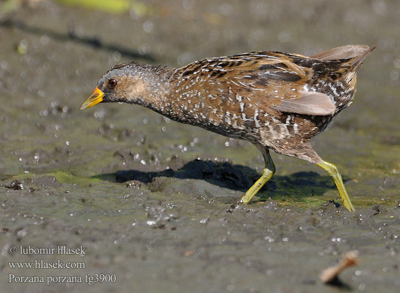 Franga-d'água-grande Погонич Gevlekte Riethaan Benekli sutavuğu ברודית גדולה Porzana porzana Spotted Crake Plettet rørvagtel Luhtahuitti Marouette ponctuée Porseleinhoen Pettyes vízicsibe Tüpfelsumpfhuhn Kropiatka Chriašteľ chriašť bodkovaný Chřástal kropenatý Polluela Pintoja Småfläckig sumphöna 斑胸田鸡 Малый погоныш コモンクイナ المرعة الرقطاء Στικτοπουλάδα