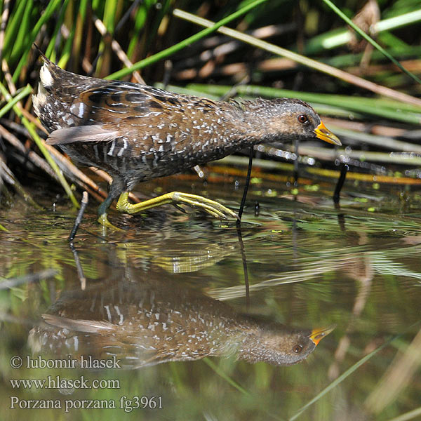 ברודית גדולה Porzana porzana Spotted Crake Plettet rørvagtel Luhtahuitti Marouette ponctuée Porseleinhoen Pettyes vízicsibe Tüpfelsumpfhuhn Kropiatka Chriašteľ chriašť bodkovaný Chřástal kropenatý Polluela Pintoja Småfläckig sumphöna 斑胸田鸡 Малый погоныш コモンクイナ المرعة الرقطاء Στικτοπουλάδα Franga-d'água-grande Погонич Gevlekte Riethaan Benekli sutavuğu