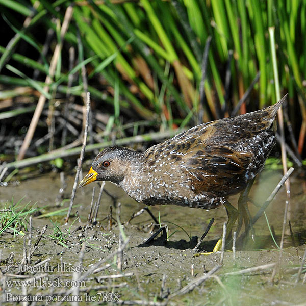 Spotted Crake Plettet rørvagtel Luhtahuitti Marouette ponctuée Porseleinhoen Pettyes vízicsibe Tüpfelsumpfhuhn Kropiatka Chriašteľ chriašť bodkovaný Chřástal kropenatý Polluela Pintoja Småfläckig sumphöna 斑胸田鸡 Малый погоныш コモンクイナ المرعة الرقطاء Στικτοπουλάδα Franga-d'água-grande Погонич Gevlekte Riethaan Benekli sutavuğu ברודית גדולה Porzana porzana