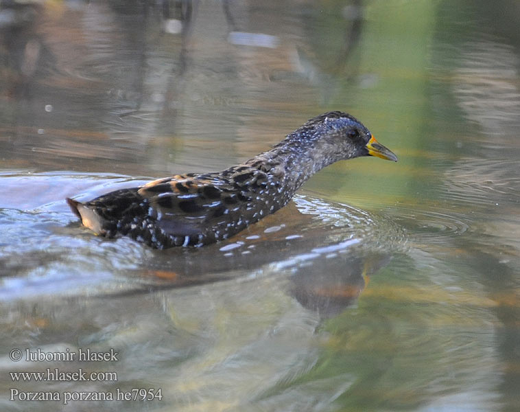 Porzana porzana Spotted Crake Plettet rørvagtel Luhtahuitti Marouette ponctuée Porseleinhoen Pettyes vízicsibe Tüpfelsumpfhuhn Kropiatka Chriašteľ chriašť bodkovaný Chřástal kropenatý Polluela Pintoja Småfläckig sumphöna 斑胸田鸡 Малый погоныш コモンクイナ المرعة الرقطاء Στικτοπουλάδα Franga-d'água-grande Погонич Gevlekte Riethaan Benekli sutavuğu ברודית גדולה