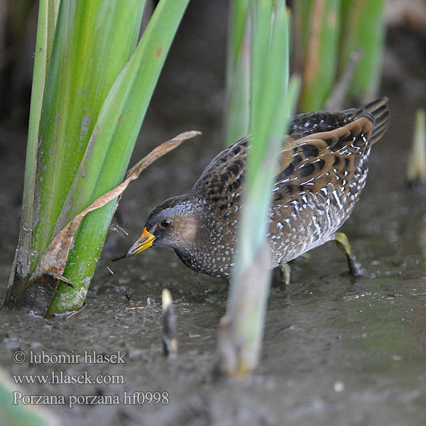 Porzana porzana Spotted Crake Tüpfelsumpfhuhn Kropiatka Chřástal kropenatý