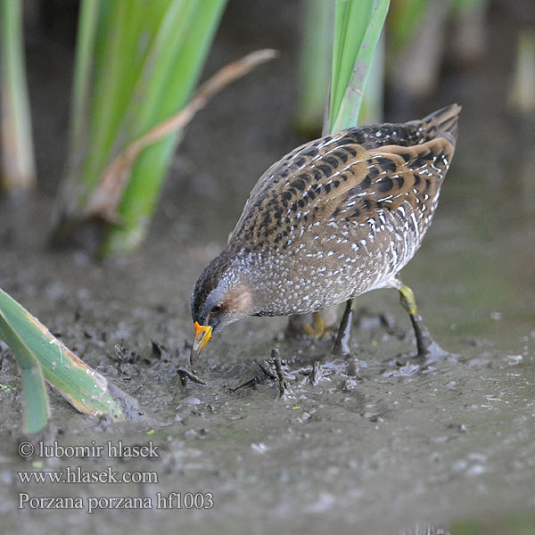 Porzana porzana Spotted Crake Chřástal kropenatý