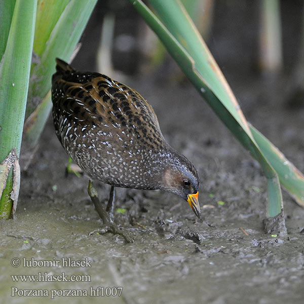 Porzana porzana Spotted Crake Chřástal kropenatý